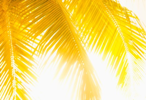 Golden palm leaves. Jamaica.
