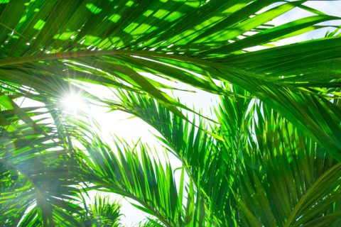 Palm leaves. Jamaica.