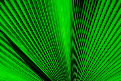 Close-up of palm leaf. Jamaica.