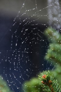 Spider net with drops of morning dew