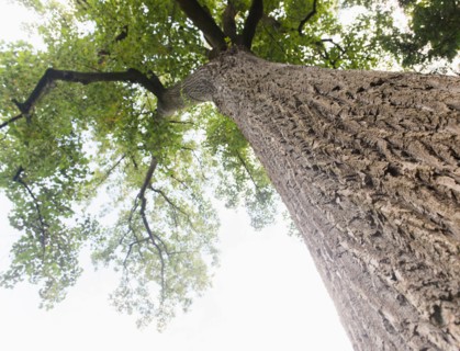 Upward view of old tree