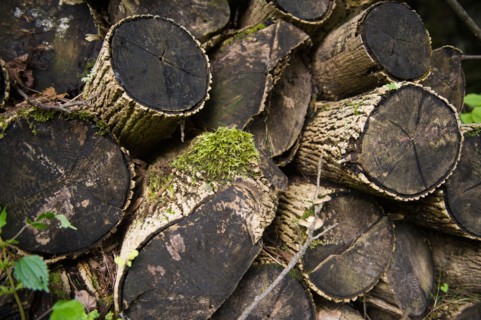 View of cut tree trunks