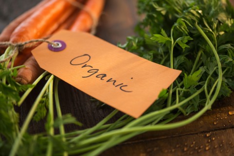 Studio Shot of organic carrots