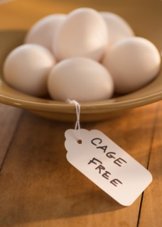 Studio Shot of eggs in bowl