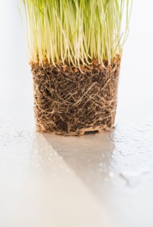 Studio Shot of wheatgrass