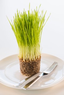 Studio Shot of wheatgrass