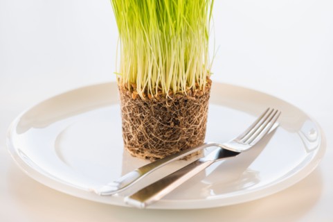 Studio Shot of wheatgrass