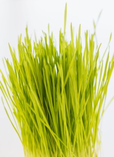 Studio Shot of wheatgrass