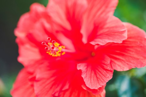 Close up of hibiscus