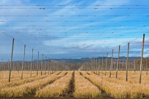 View of hop trellis