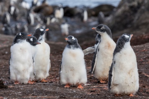 Medium group of penguins