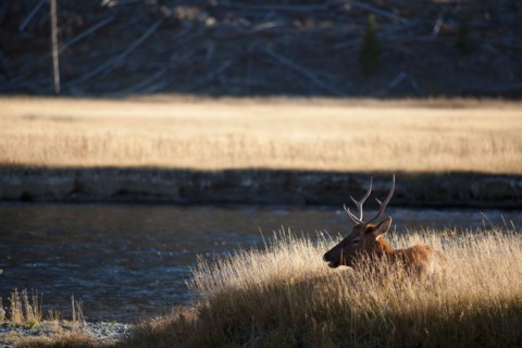 Elk resting by river