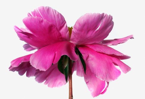 Peonia over white