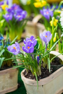 Purple flowers.