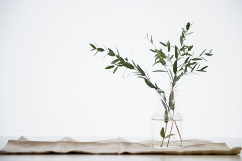 Studio Shot of eucalyptus twig in glass vase