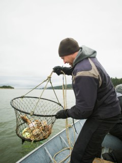 Man pulling net full of crabs