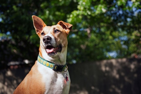 Portrait of dog