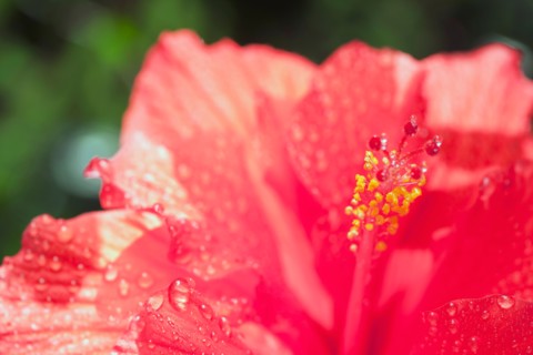 Close up of hibiscus