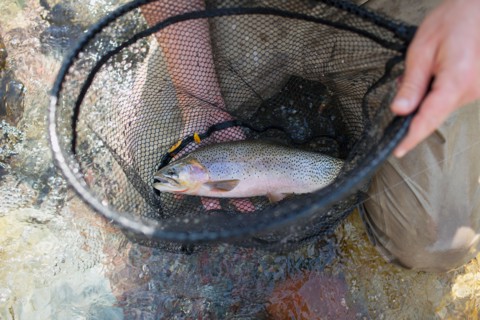 Fisherman holding fresh trout in net
