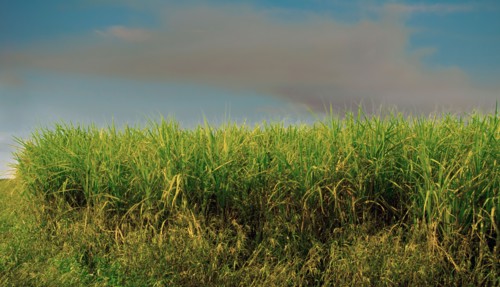 Sugar cane field