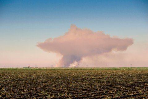 Sugar cane field with smoke on horizon