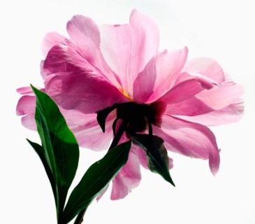 Studio Shot of pink peony