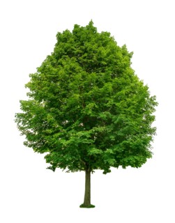Green tree.