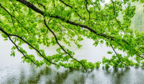 Central Park, New York City. Green branches in central park.