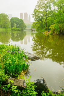 Central Park, New York City. Pond in central park.