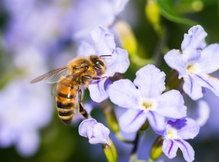 Wasp on flower.