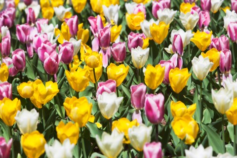 Field of tulip flowers
