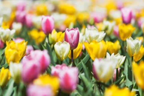 Field of tulip flowers