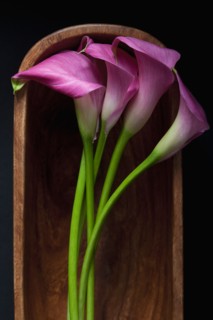 Cala Lilly Flowers