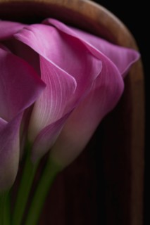 Cala Lilly Flowers