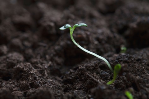Sprouts, Close-up
