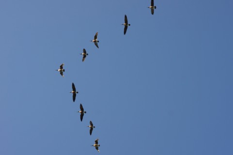 Geese flying