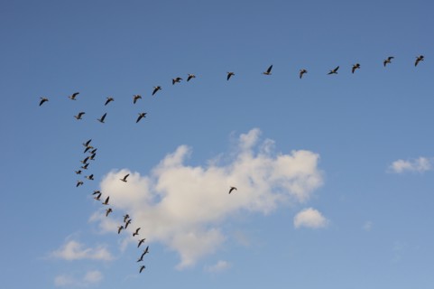 Geese flying