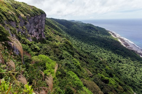 Vegetation