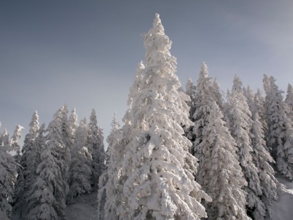 Snowcapped forest