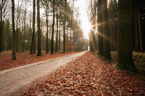 Road in forest