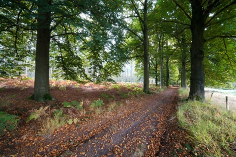 Road in forest