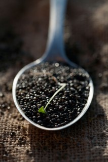 Chia seeds on spoon, close-up