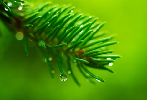 Coniferous branch with dew.