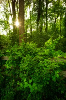 Green forest at sunrise.
