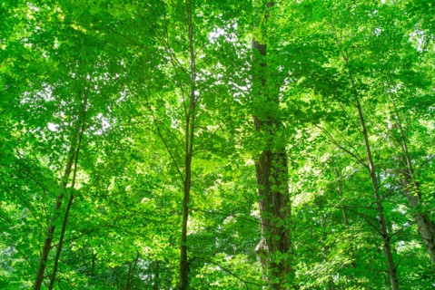 Green forest.