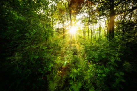 Green forest at sunrise.