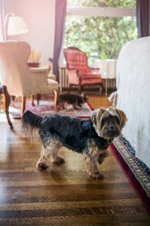 Dog in bedroom