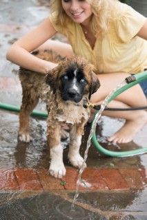 Portrait of young woman washing her dog