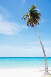 Palm tree on beach