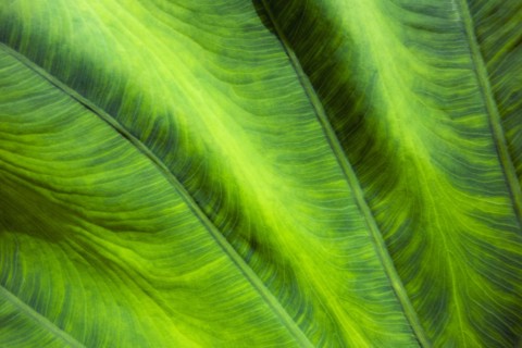 Close-up of leaf
